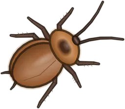 Cockroach, Periplaneta americana, as drawn in buggs.io