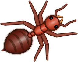 Fire Ant, Solenopsis invicta, as drawn in buggs.io