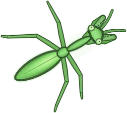 Praying Mantis, Mantis religiosa, as drawn in buggs.io