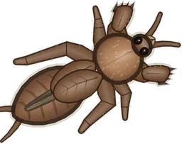 Mole Cricket, Gryllotalpa gryllotalpa, as drawn in buggs.io