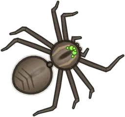 Wolf Spider, Hogna carolinensis, as drawn in buggs.io