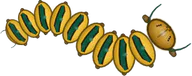 Golden Crown, a buggs.io skin for the Caterpillar