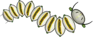 Monarch Caterpillar, a buggs.io skin for the Caterpillar
