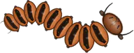 Woolly Bear, a buggs.io skin for the Caterpillar