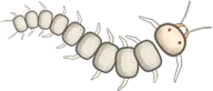 Albino Centipede, a buggs.io skin for the Centipede