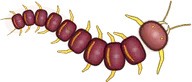 Amazonian Giant, a buggs.io skin for the Centipede