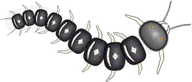 Skeleton Centipede, a buggs.io skin for the Centipede