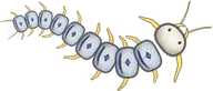 Streamer Centipede, a buggs.io skin for the Centipede