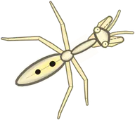 Eyespot Praying Mantis, a buggs.io skin for the Praying Mantis