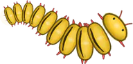 Yellow-Banded Millipede, a buggs.io skin for the Millipede