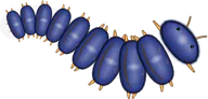 Cobalt Millipede, a buggs.io skin for the Millipede