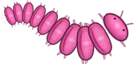 Pink Dragon Millipede, a buggs.io skin for the Millipede