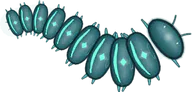 Sequoia Lantern, a buggs.io skin for the Millipede