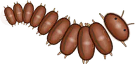 Rust Millipede, a buggs.io skin for the Millipede