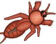 Clay Mole Cricket, a buggs.io skin for the Mole Cricket