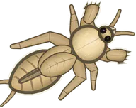 Sand Mole Cricket, a buggs.io skin for the Mole Cricket