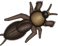 Velvet Mole Cricket, a buggs.io skin for the Mole Cricket
