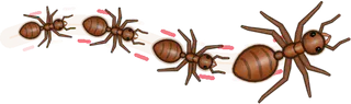 Candy Cane, a buggs.io trail, behind an Ant