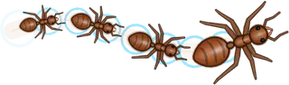 Dew, a buggs.io trail, behind an Ant