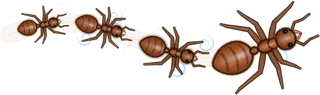 Gale, a buggs.io trail, behind an Ant