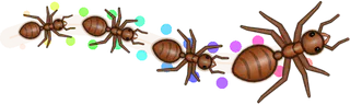 Rainbow, a buggs.io trail, behind an Ant
