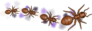 Shadow, a buggs.io trail, behind an Ant