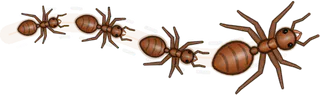 Silk, a buggs.io trail, behind an Ant